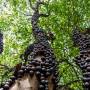 jabuticaba1.jpg