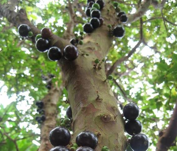 jabuticaba2.jpg