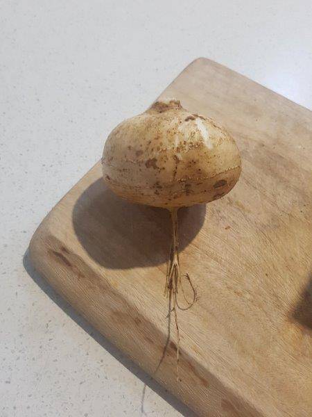 jicama1.jpg