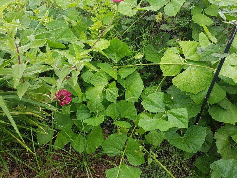 jicama3.jpg