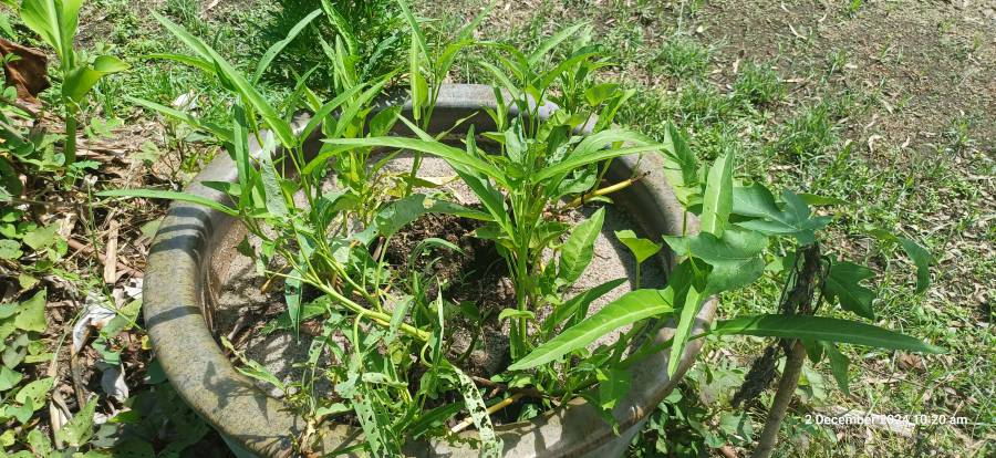 kangkong_1.jpg kangkong_1.jpg
