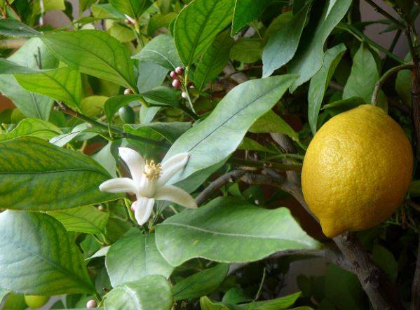 lemon1.jpg