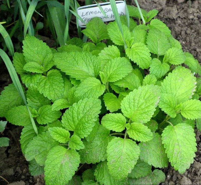 lemonbalm1.jpg