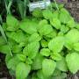 lemonbalm1.jpg