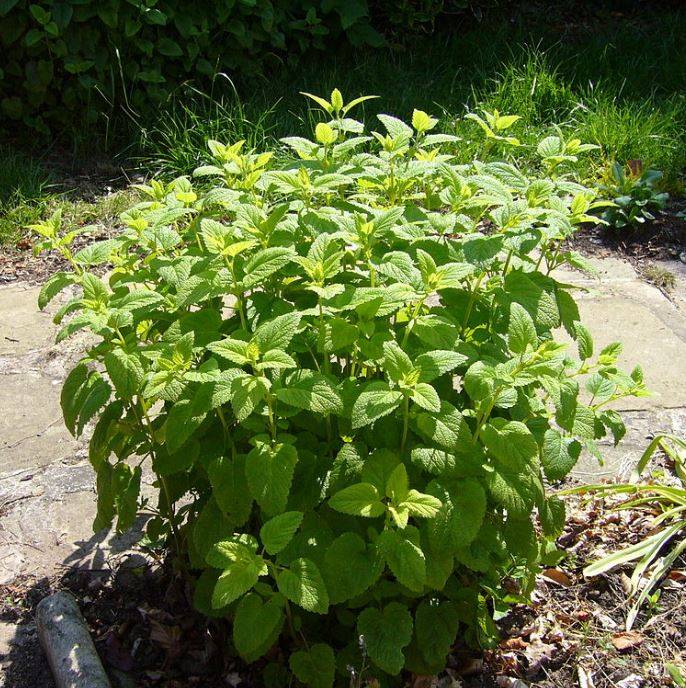 lemonbalm2.jpg