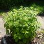 lemonbalm2.jpg