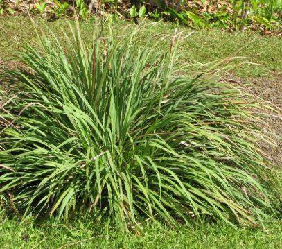 lemongrass1.jpg