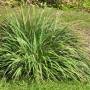 lemongrass1.jpg