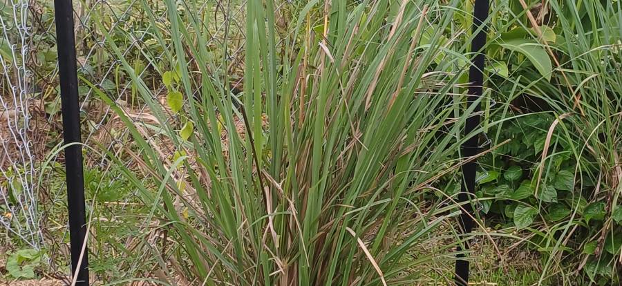 lemongrass3.jpg
