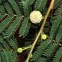 leucaena1.jpg