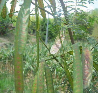 leucaena2.jpg