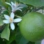 lime1.jpg