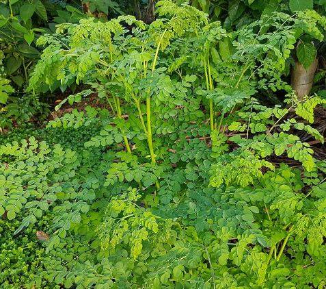 moringa.jpg