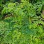 moringa.jpg