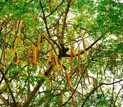 moringa2.jpg