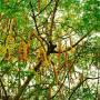 moringa2.jpg