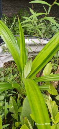 pandan_1.jpg pandan_1.jpg