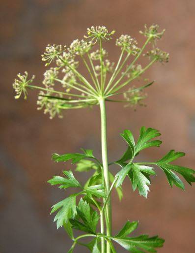 parsley1.jpg