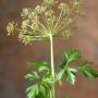parsley1.jpg