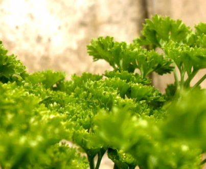 parsley2.jpg