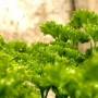 parsley2.jpg
