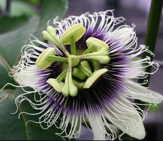passionfruit1.jpg
