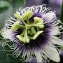 passionfruit1.jpg