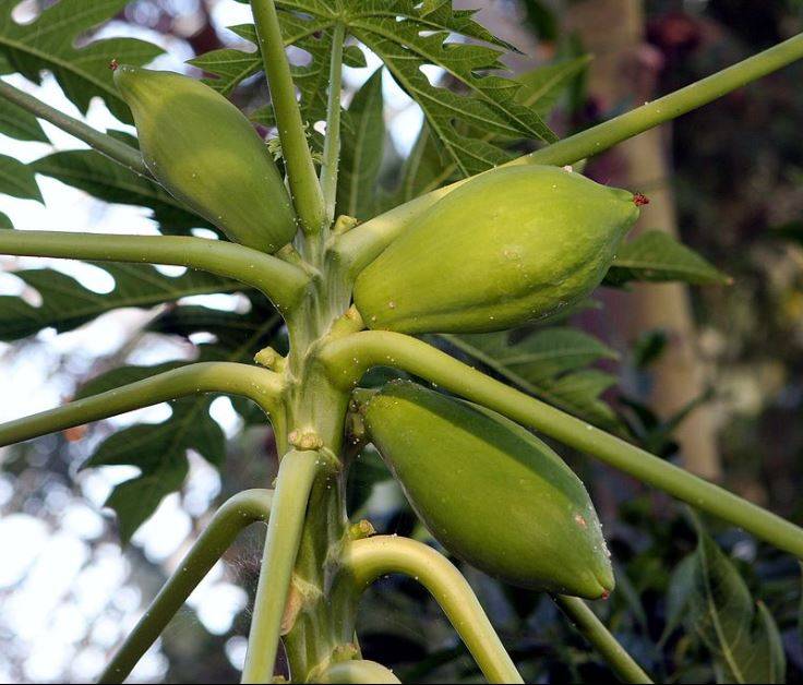 pawpaw3.jpg