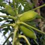 pawpaw3.jpg