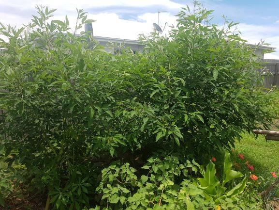 pigeon_pea4.jpg