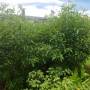 pigeon_pea4.jpg