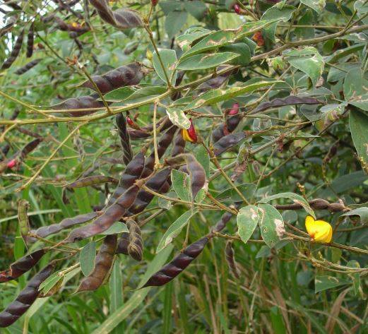 pigeonpea1.jpg