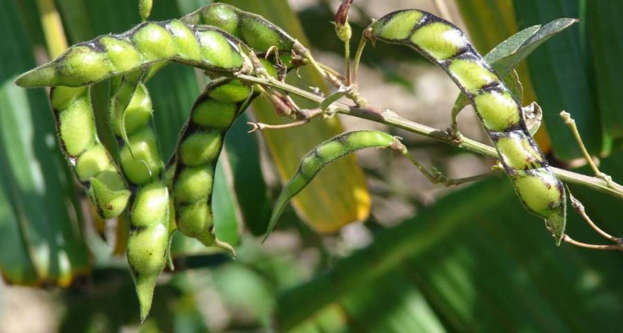 pigeonpea2.jpg