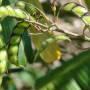 pigeonpea2.jpg