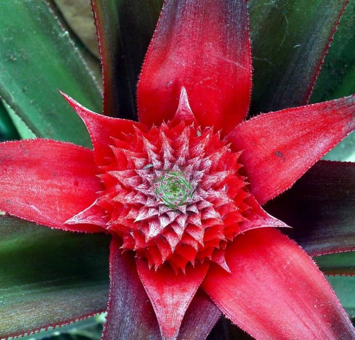 pineapple2.jpg