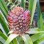 pineapple3.jpg