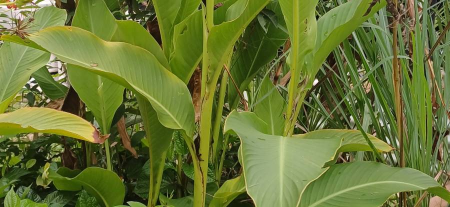 queensland_arrowroot_1.jpg queensland_arrowroot_1.jpg