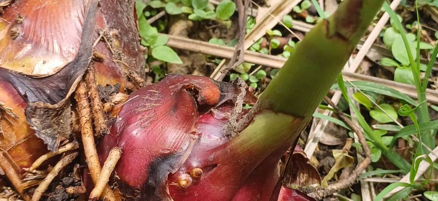 queensland_arrowroot_2.jpg queensland_arrowroot_2.jpg