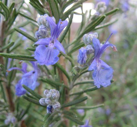 rosemary1.jpg