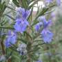rosemary1.jpg