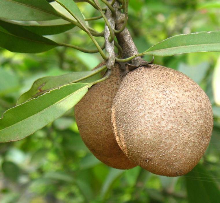 sapodilla1.jpg
