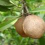 sapodilla1.jpg