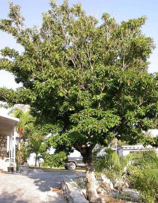 sapodilla2.jpg