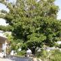 sapodilla2.jpg
