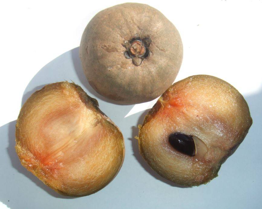 sapodilla3.jpg