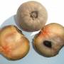 sapodilla3.jpg