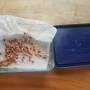 seed_germination_1.jpg