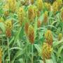 sorghum1.jpg