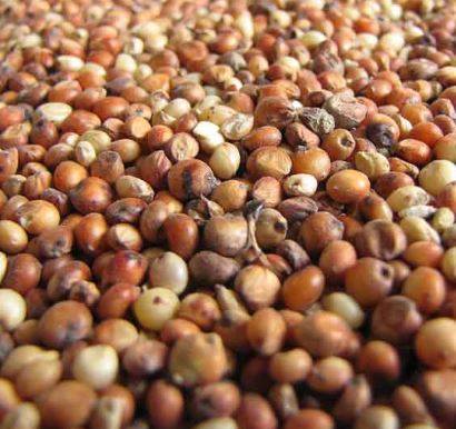 sorghum2.jpg