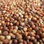 sorghum2.jpg